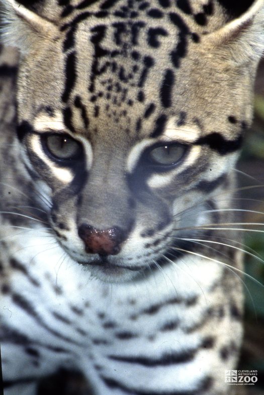 Ocelot Up Close Of Face