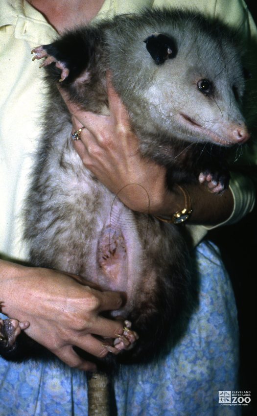 Virginia Opossum Showing Pouch