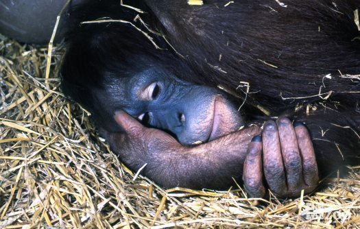 Orangutan Laying Down Resting