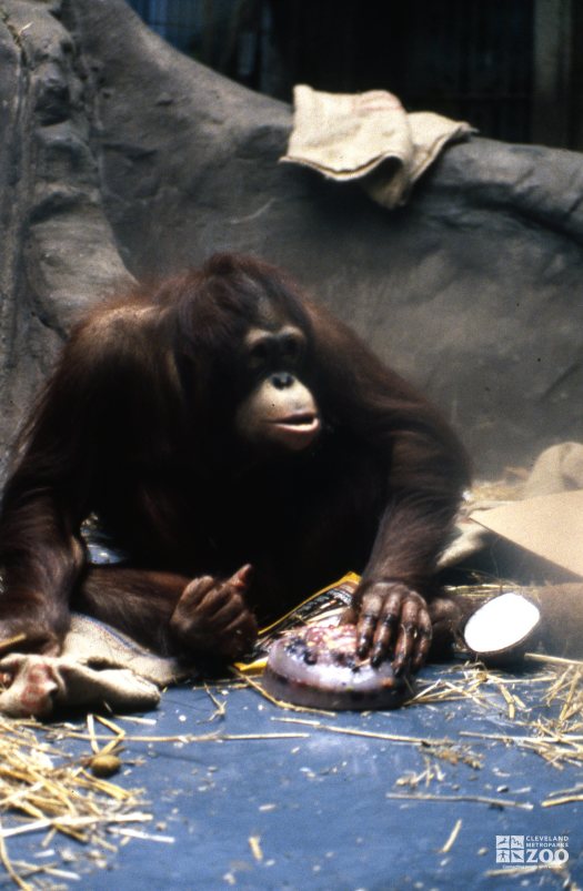 Orangutan Eating