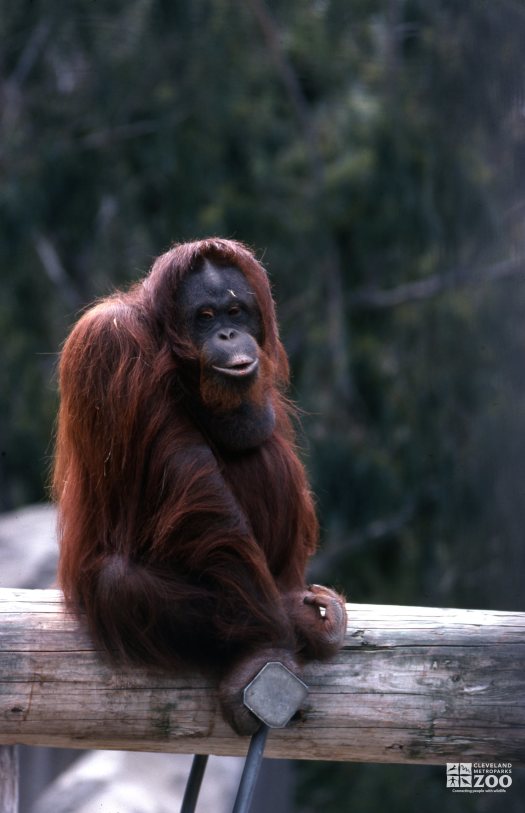 Orangutan Up Sitting On A Log