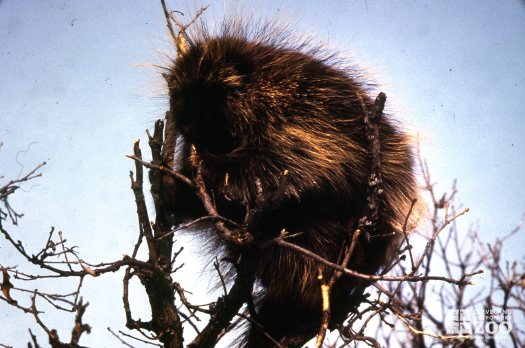 North American Porcupine Sitting On Top Of Tree