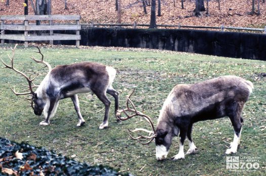 Reindeers Eating In The Yard