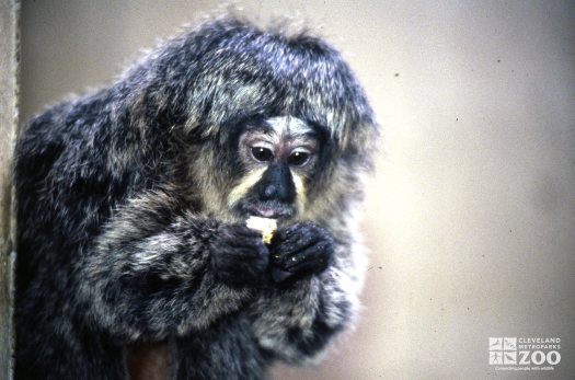 Pale-Headed Saki Eating