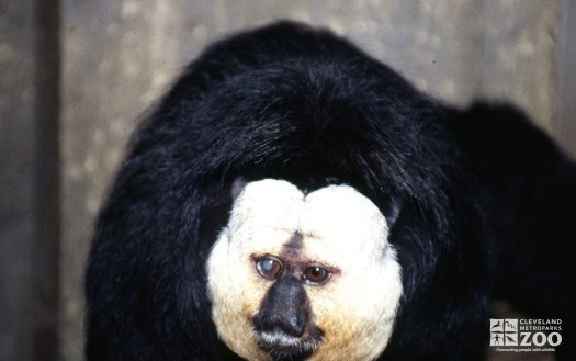 Pale-Headed Saki Up Close Of Face