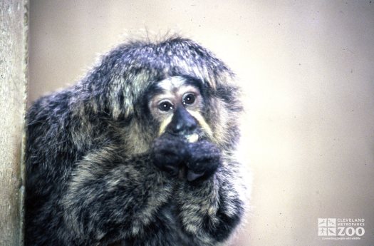 Pale-Headed Saki Eating 2