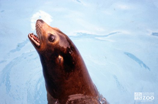 California Sea Lion Up Close Of Face From The Side