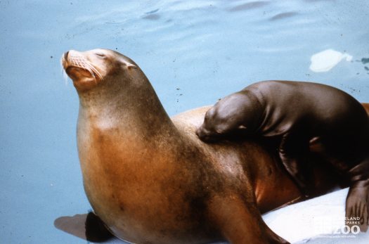 California Sea Lion Mom and Baby