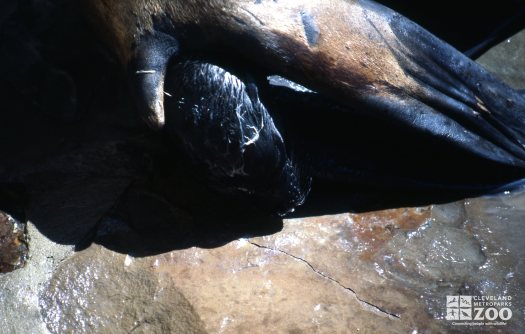 California Sea Lion Giving Birth