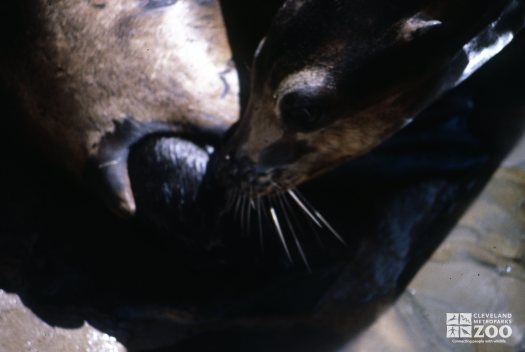 California Sea Lion Mom Cleaning Pup During Birth