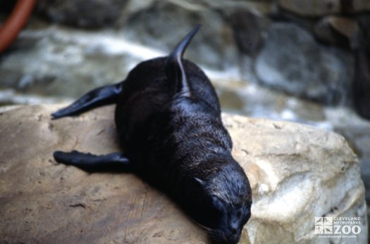 California Sea Lion Pup At Rest