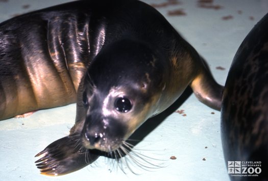 Harbor Seal Pup Up Close Of face