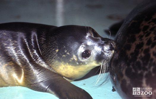 Harbor Seal Pup Nursing 