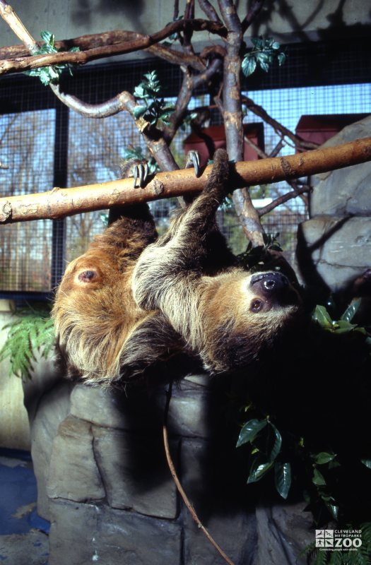 Two-Toed Sloth Hanging From Limb