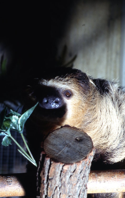 Two-Toed Sloth Up Close Of Face 