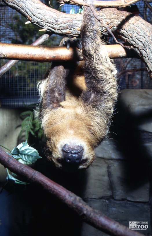 Two-Toed Sloth Hanging Up-Side Down From Branch 