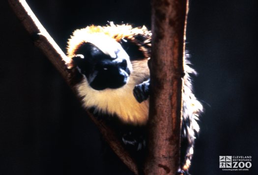 Geoffroy's Tamarin Looking Pensive