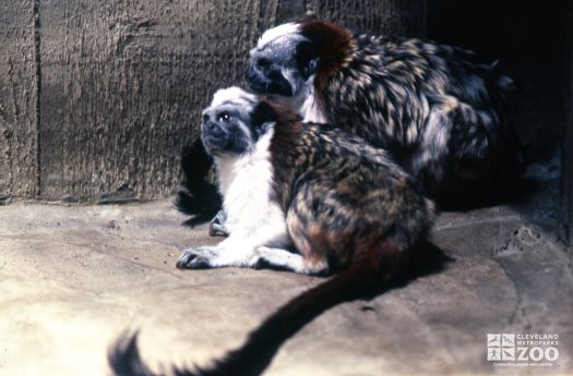 Geoffroy's Tamarin Sitting In Corner  