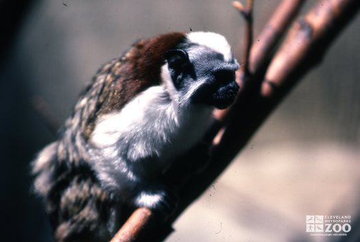 Geoffroy's Tamarin Side View