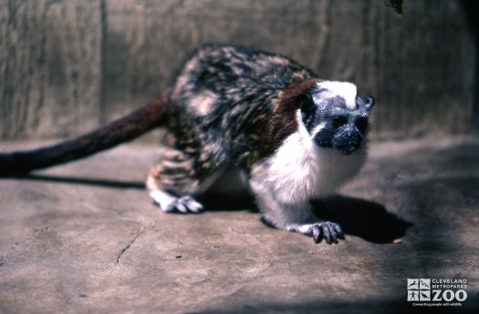 Geoffroy's Tamarin Side View 2