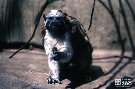 Geoffroy's Tamarin Showing Food