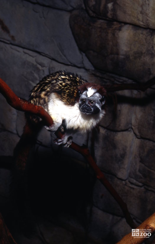 Geoffroy's Tamarin Looking Right