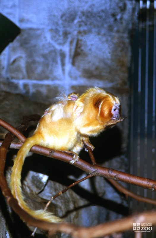 Tamarin, Golden Lion Mom and Baby