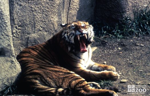 Tiger, Siberian Showing His Teeth