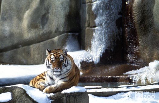 Tiger, Siberian Laying In The Snow