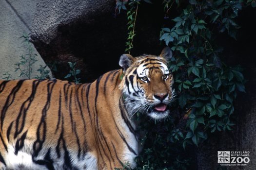 Tiger, Siberian Side View Head Turned Right