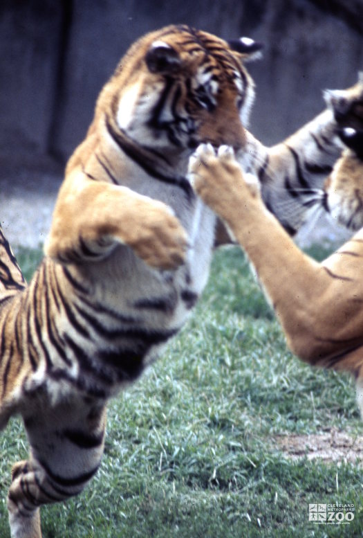 Tigers, Siberian Playing 2 