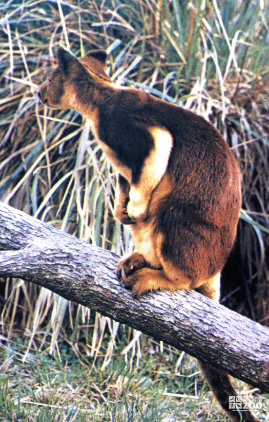 Tree Kangaroo, Goodfellow's Side View