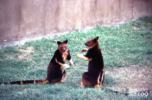 Tree Kangaroo, Goodfellow's Squaring Off