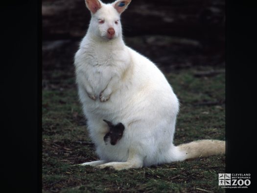 Bennett's Wallaby - Albino With Joey 2