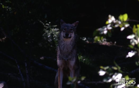 Mexican Gray Wolf Looking Forward