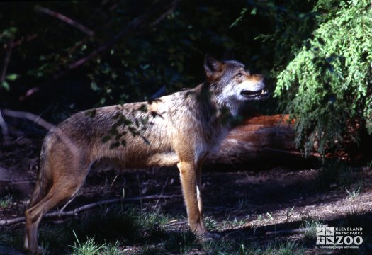Mexican Gray Wolf Side View