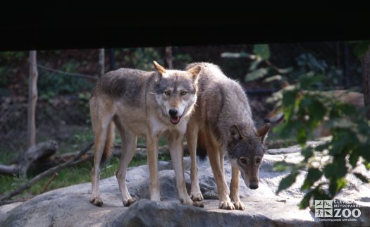 Two Mexican Gray Wolves Standing On Rock