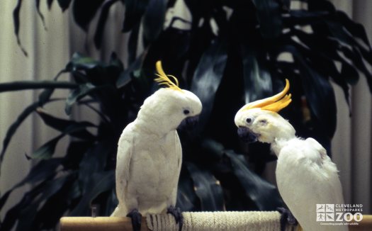 Two Sulphur-Crested Cockatoos Saying Hi 