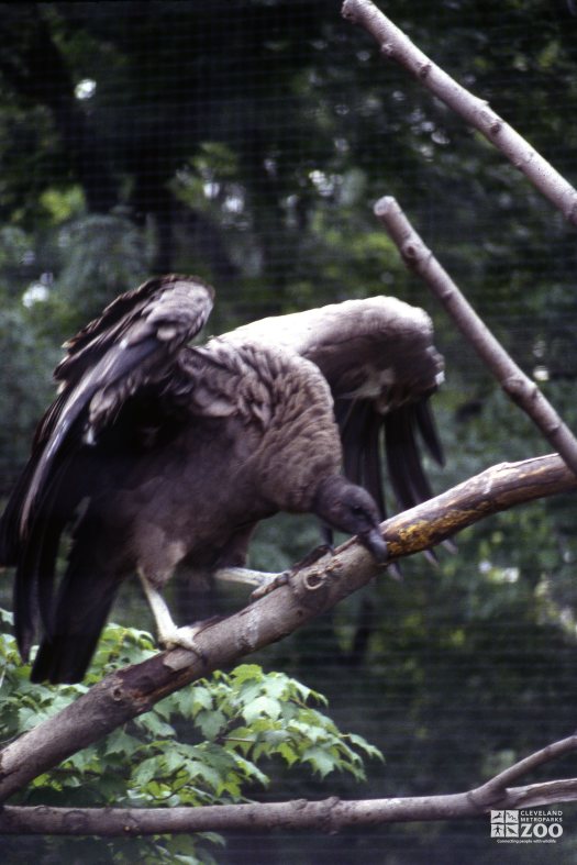 Condor, Andean With Wings Spread