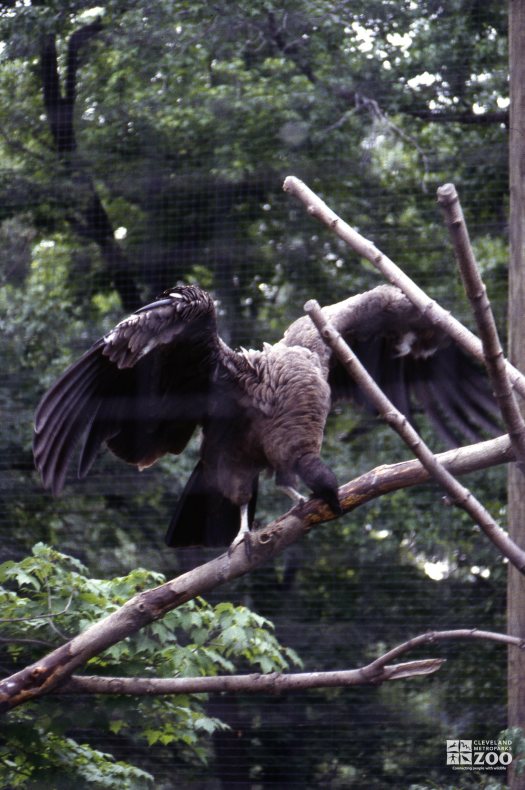 Condor, Andean With Wings Open