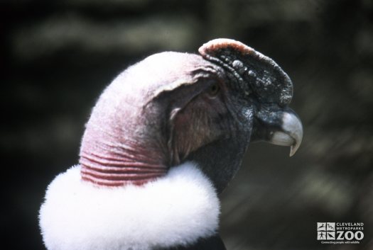 Condor, Andean Up Close Of Head  (Side) 2