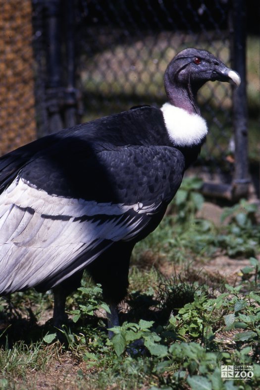 Condor, Andean Standing In Grass