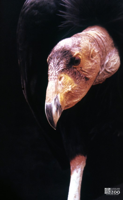 Condor, Andean Up Close Of Head and Beak