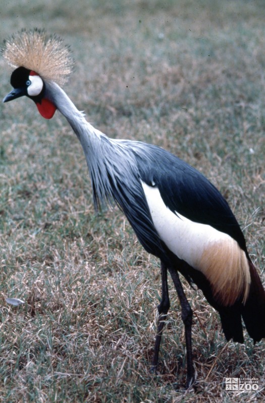 Crane, African Crowned Up Close Side View