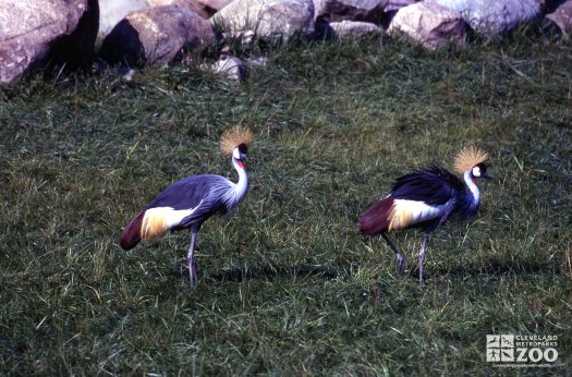 Two Cranes, African Crowned Walking 2