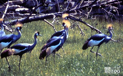 Crane, African Crowned A Flock