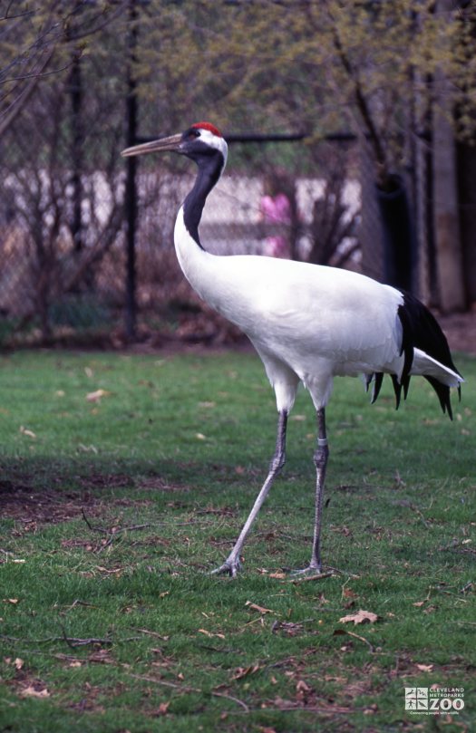 Crane, Japanese Red-Crowned Side View