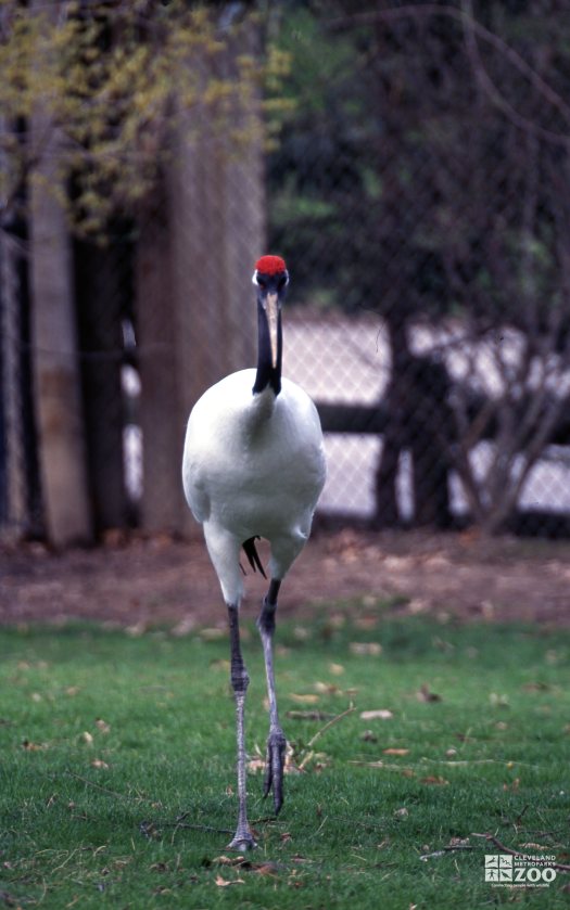 Crane, Japanese Red-Crowned Walking Forward