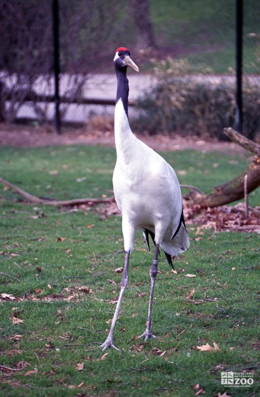 Crane, Japanese Red-Crowned Looking Forward