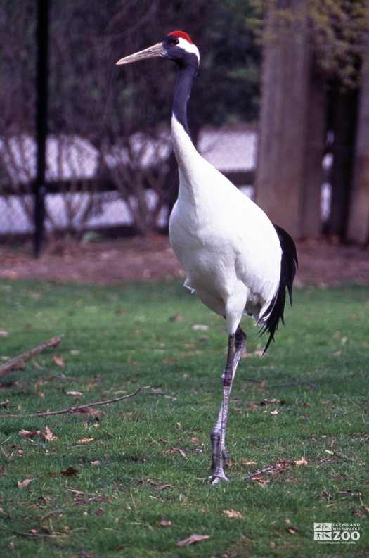 Crane, Japanese Red-Crowned Standing One Legged